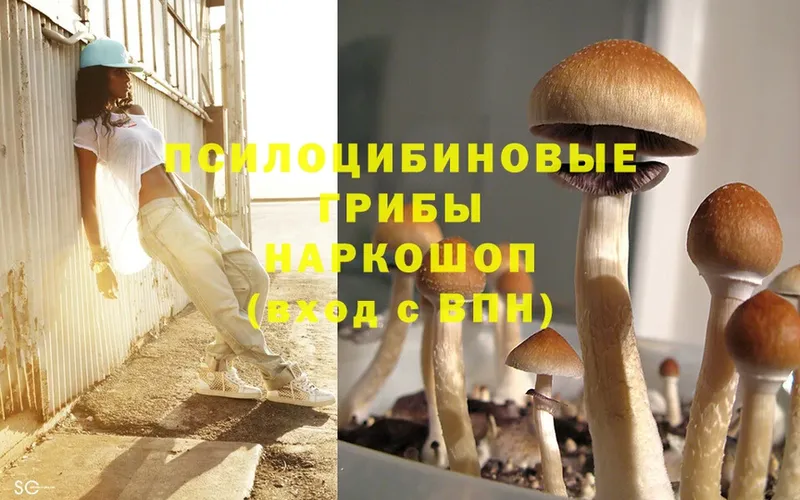 наркотики  Ивангород  Псилоцибиновые грибы Psilocybine cubensis 